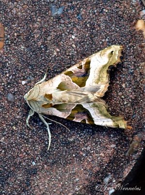 Agaatvlinder,  Phlogophora meticulosa.JPG